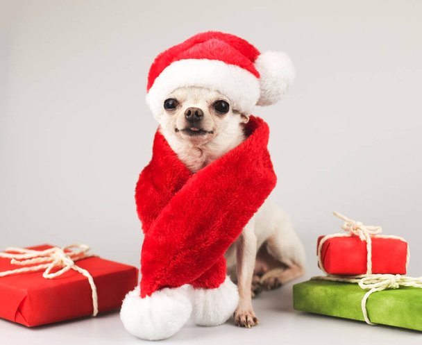 Portret van wit kort haar Chihuahua hond met Kerstman hoed en rode sjaal zittend en lachend naar de camera met rode en groene geschenkdozen op witte achtergrond.Kerst en Nieuwjaar viering. - Foto, afbeelding