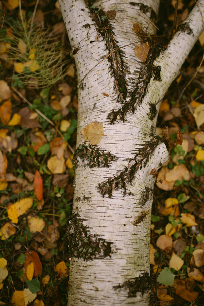 Autumn has come in the forest - Fotó, kép