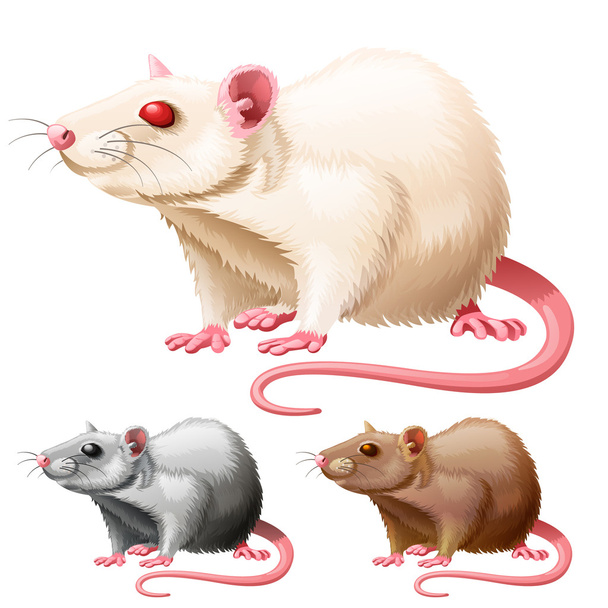 иллюстрация лабораторной крысы на белом фоне
 - Вектор,изображение