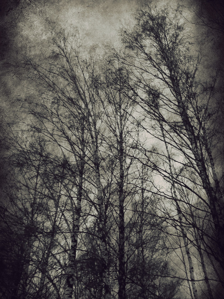 temné stromy - Fotografie, Obrázek