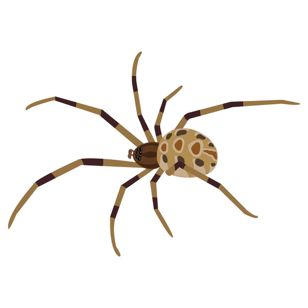 Brown Widow Spinnenvektorillustration. Realistisches giftiges Spinnenvetor isoliert auf weißem Hintergrund.  - Vektor, Bild