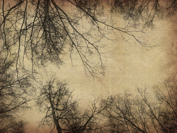 Grunge çıplak ağaçlar - Fotoğraf, Görsel
