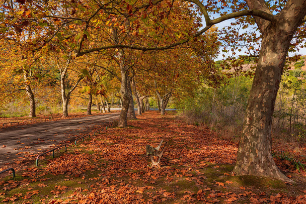 Jesienny krajobraz piękne kolorowe drzewa nad drogą, świecące w słońcu. Wspaniałe malownicze tło. Piękne kolory i spokojna atmosfera wokół. Wspaniały widok. - Zdjęcie, obraz