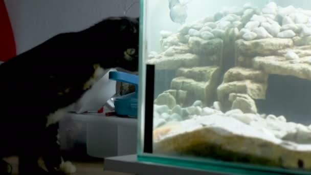 Evcil kedi balık yakalamak için aydınlatılmış akvaryuma bakıyor. Yüksek kalite 4k görüntü - Video, Çekim