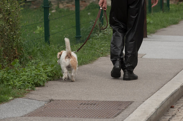 ペットの飼い主が犬を散歩に連れて行き - 写真・画像