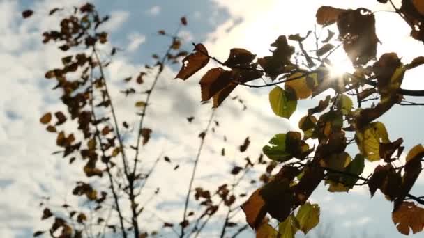 Defokussierte Blätter alter Bäume und sanftes Sonnenlicht bei Sonnenuntergang, das sich durch Äste durchsichtig macht. grüne Blätter eines Baumes, die im Wind wehen. Sonne scheint durch. Abstrakte Zeitlupe - Filmmaterial, Video