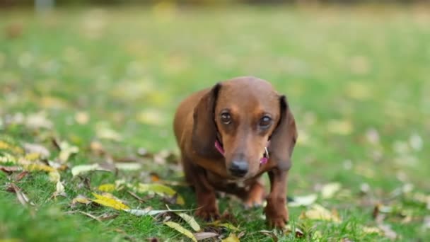A beautiful dachshund puppy dog with sad eyes dog portrait. slow motion - Footage, Video