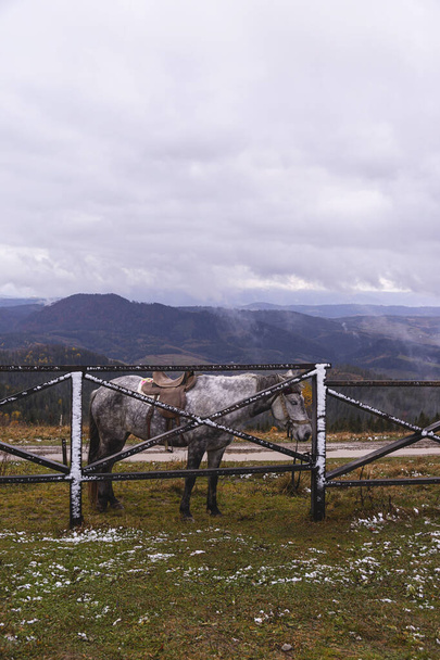 Серый конь в осенних горах стоит у забора в первом снегу - Фото, изображение