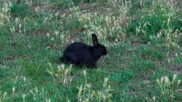 黒い毛皮のかわいいウサギが走り、緑の牧草地に飛び込みます。スローモーション撮影. - 映像、動画