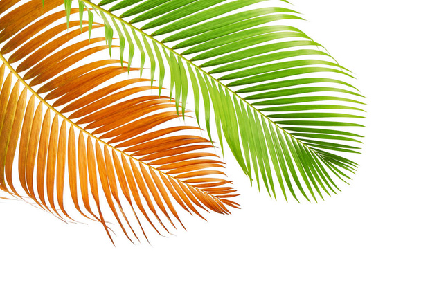 Feuilles de palmier jaune ou palmier de canne dorée, feuilles de palmier Areca, feuillage tropical isolé sur fond blanc avec chemin de coupe   - Photo, image