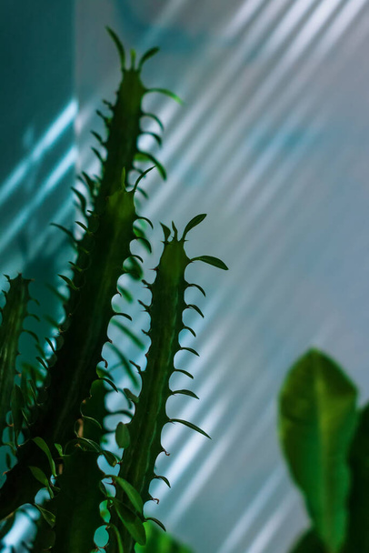 Суккуленты с зелеными листьями на голубом фоне. Низкий ключевой современный стиль текстуры естественные тени, лучи солнечных лучей на стене. Мадагаскарская жемчужина или Euphorbia leuconeura домашнее растение в горшочке на подоконнике. - Фото, изображение