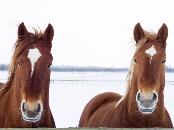 Un coup de tête de deux chevaux Suffolk Punch de race rare dans un enclos enneigé. - Photo, image
