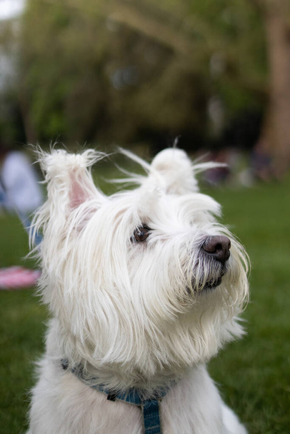 West Highland White Terrier se sienta en la hierba mirando hacia un lado - Foto, Imagen