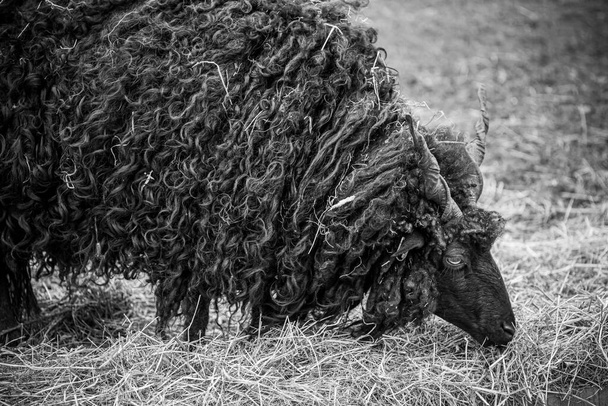 A black sheep with shaggy spiralling furand spiral horns. - Photo, Image