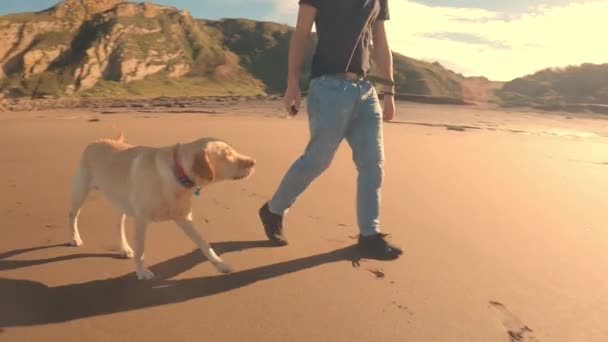 Labrador retriever jugando con su dueño en el paseo marítimo - Metraje, vídeo
