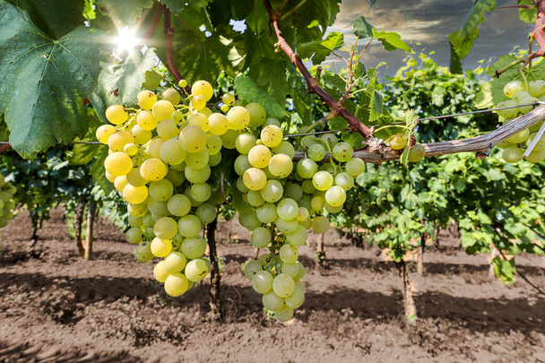 Виноград белого вина на винограднике рядом с винодельней до сбора урожая, Производство вина в Тоскане, Италия Европа - Фото, изображение