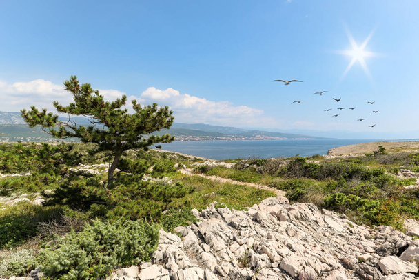 Vista da ilha Krk com costa rochosa e pinheiros para a costa dálmata perto de Rijeka no mar Adriático, Croácia Europa - Foto, Imagem