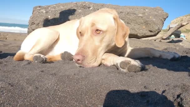 Лабрадор ретривер лежит на пляже песка одним солнечным летним утром - Кадры, видео