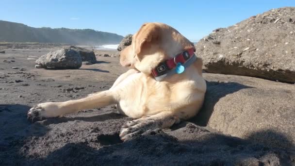 Labrador retriever descansa tumbado en la arena de la playa una soleada mañana de verano - Imágenes, Vídeo