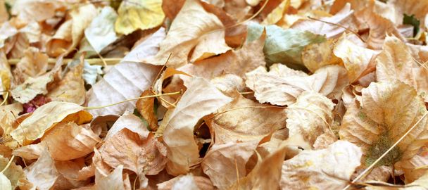 Texture of dry brown leaves in autumn - Foto, Imagem