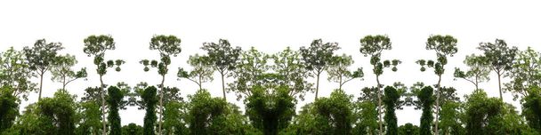 Πινακίδα πράσινου δάσους απομονωμένη από λευκό φόντο - Φωτογραφία, εικόνα
