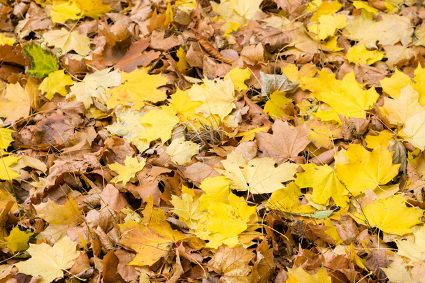 Sonbahar arkaplanı, sonbahar sarısı ve kahverengi akçaağaç yaprakları, seçici odak - Fotoğraf, Görsel
