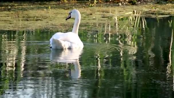 Bílá labuť zblízka plavání na zrcadle řeka vodní hladiny při západu slunce s tmavě zeleným pozadím ve zpomaleném filmu - Záběry, video