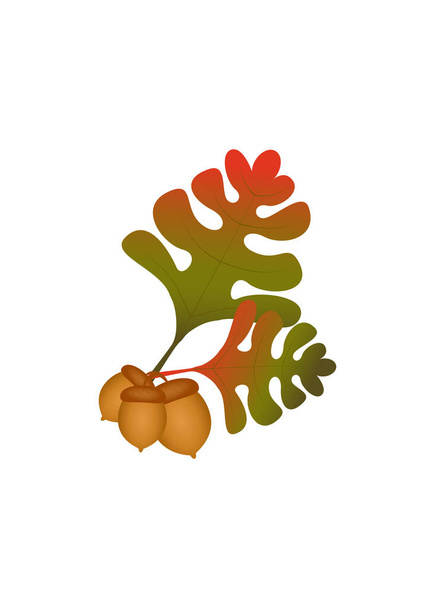 Ramo vectorial con hojas de roble de otoño, con frutos de roble bellotas. Ilustración para vacaciones de otoño, Acción de Gracias, Halloween y otros. Hojas en color verde rojo. composición con hojas - Vector, imagen