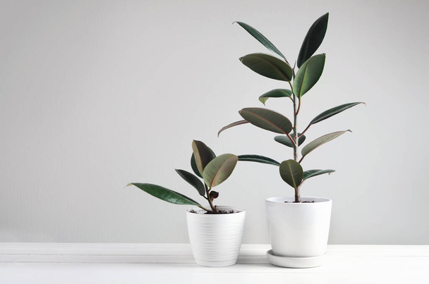 Δύο φυτά εσωτερικού χώρου με φυτό Ficus σε λευκή γλάστρα, Ficus Elastica Robusta ή Rubber Plant - Φωτογραφία, εικόνα