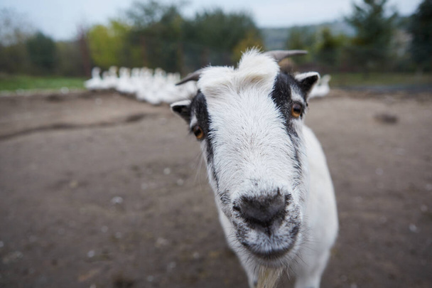 Happy Goat. Goat is standing and looking into the camera, selective focus on head. - Foto, imagen