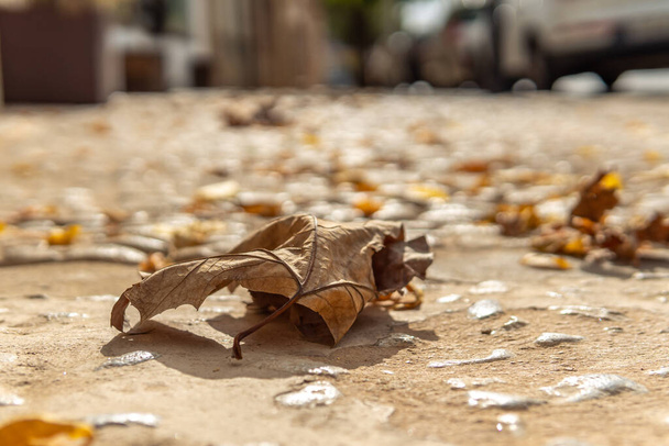 Hoja de otoño depositada en un suelo de calle empedrado rústico. El fondo de la imagen está fuera de foco con un bokeh espectacular - Foto, Imagen