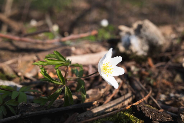 Anemone nemorosa, крупный план красивого весеннего цветка. Низкий утренний свет. Макрофото в лесу. - Фото, изображение