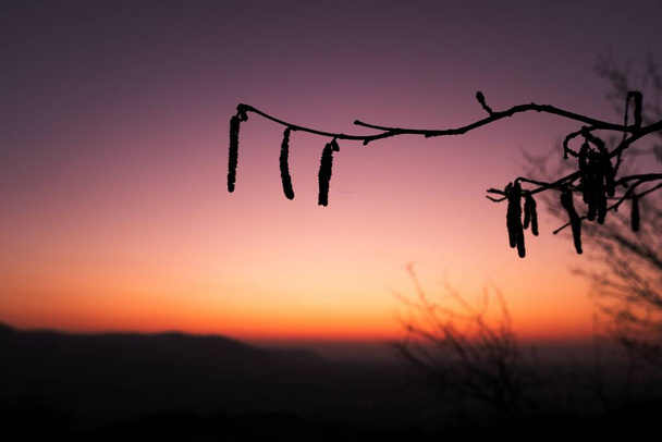 Silhouette von Weidenkätzchen am Frühlingsabend nach Sonnenuntergang während der goldenen Stunde. Kätzchen von Salix caprea, Weideneibe. - Foto, Bild