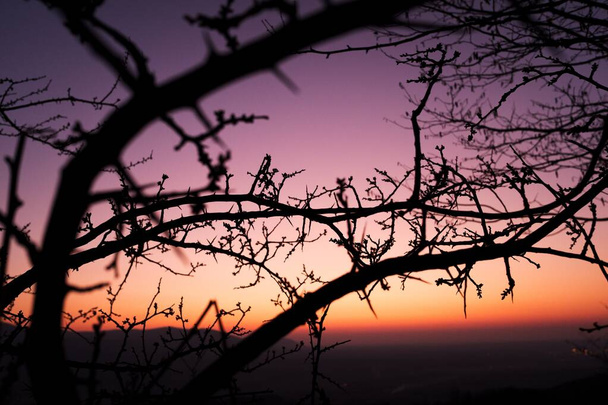 Silueta de piel de sauce en la noche de primavera después de la puesta del sol durante la hora dorada. Caprinos de Salix caprea, sauce tejo. - Foto, imagen