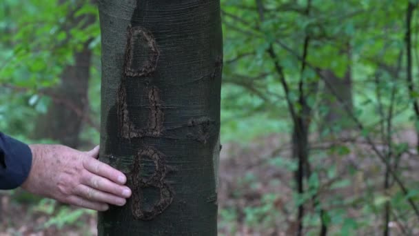 樹皮ブナの木に名前の碑文 - 映像、動画