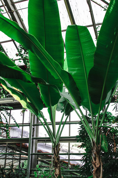Banana trees and other tropical plants grow in the greenhouse - Photo, Image
