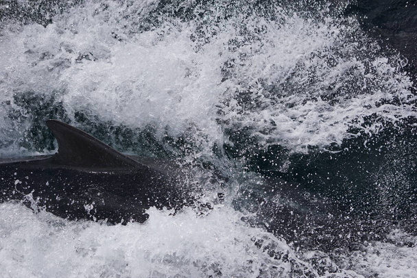 Дельфин наблюдает с лодки - Фото, изображение
