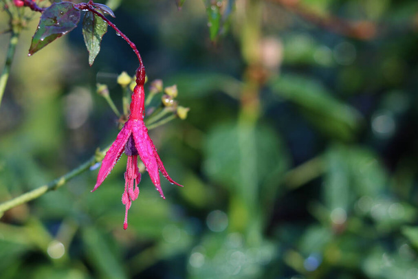 Jednoduchá fuchsiová květina s ranní rosou a měkké zelené pozadí s kopírovacím prostorem - Fotografie, Obrázek