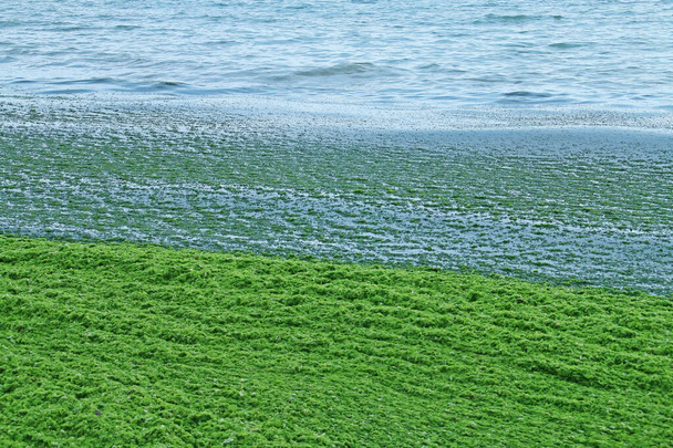 Karadeniz kıyılarında deniz yosunları birikmiş. Akıntılarla Romanya 'daki Olimp plajına taşınan deniz yosunu. - Fotoğraf, Görsel