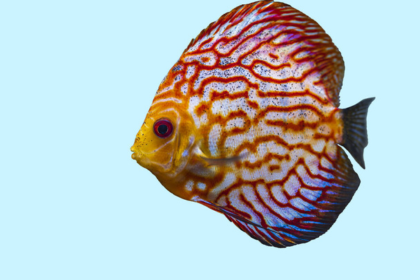 Közelről kilátás gyönyörű dáma piros térkép diszkusz akvárium hal elszigetelt kék háttér. Hobbi koncepció. - Fotó, kép