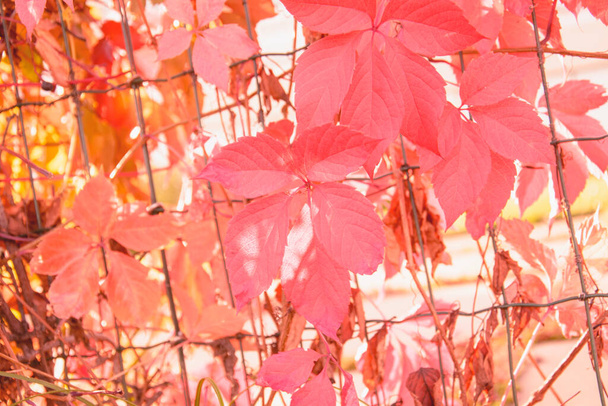 Outono belo fundo de folhas amarelas - Foto, Imagem