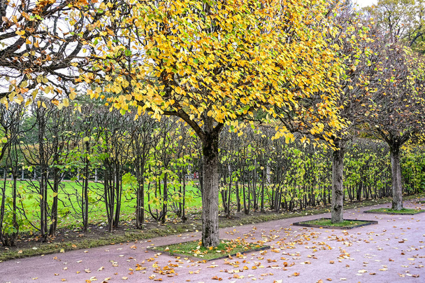 colorful autumn. Pushkin, Saint Petersburg. Russia Back yard of Catherine Palace. - Photo, Image