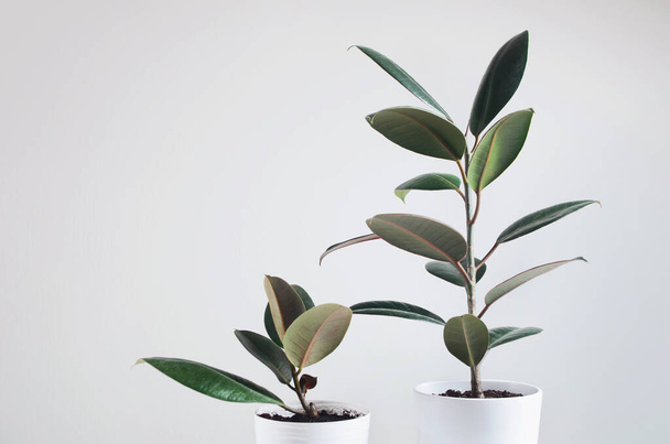 Twee kamerplanten met Ficus plant in witte pot, Ficus Elastica Bourgogne of Rubber Plant - Foto, afbeelding