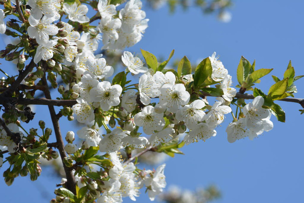 Az édes cseresznye (Prunus avium, vad cseresznye, gean, madár cseresznye) virágzó fehér cseresznyevirága.. - Fotó, kép