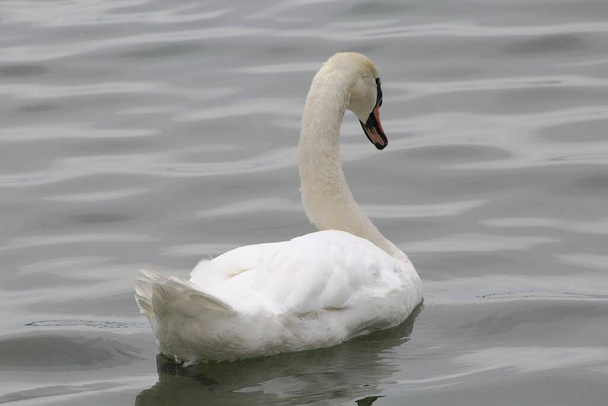un cisne flotando en un lago - Foto, imagen