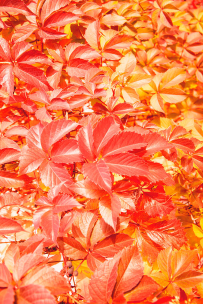 Jesień piękne tło żółtych liści - Zdjęcie, obraz