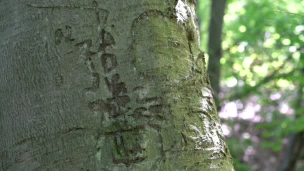 név felirata kérgezett bükk fára, származási év 1970 - Felvétel, videó