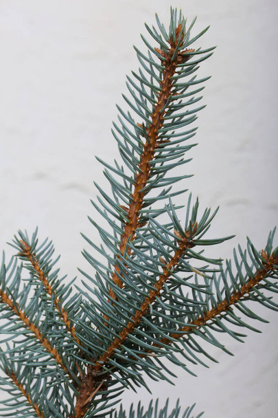A branch of green spruce on a background of white plaster. - Foto, afbeelding