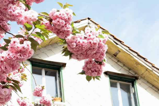 Bir evin önündeki çiçek açan kiraz ağacının dalı - Fotoğraf, Görsel