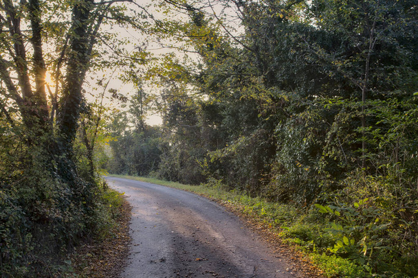 Дорога в гаю на заході сонця восени
 - Фото, зображення